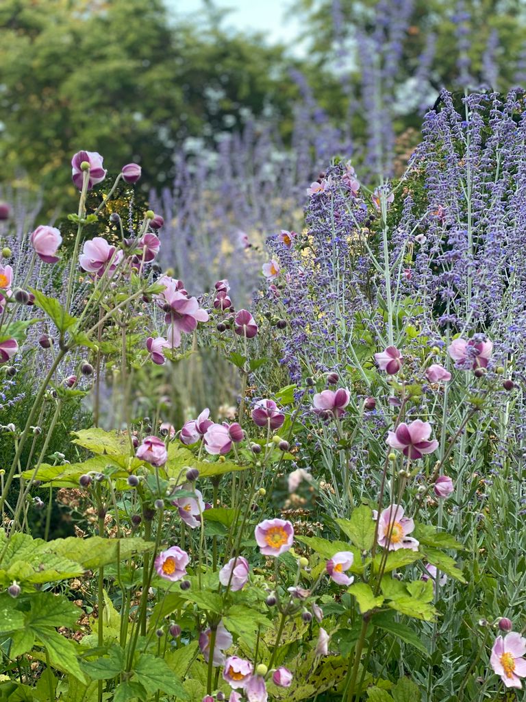 A lush garden in full bloom showcasing vibrant purple and pink flowers during summer.